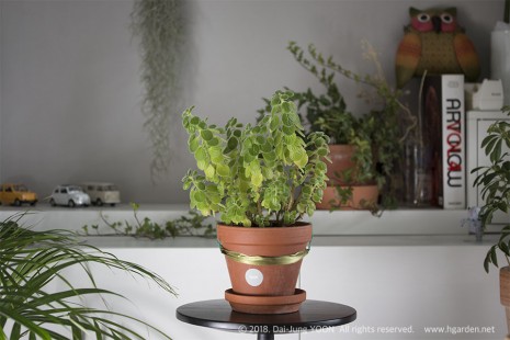 장미허브 vicks plant