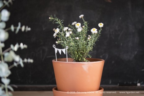 종이꽃(로단테 Rhodanthe) chamomile sunray