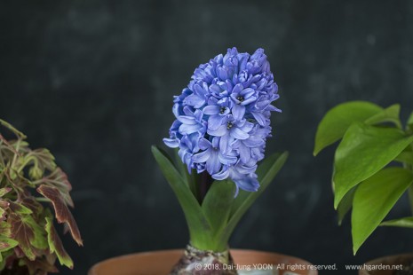 히아신스(히야신스) Hyacinth