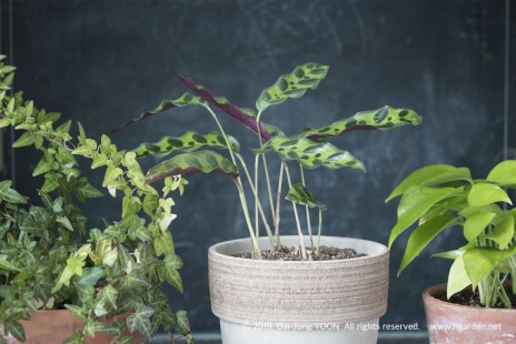 칼라데아 인시그니스 (부부초) Rattlesnake Plant, 칼라데아 오나타(진저)