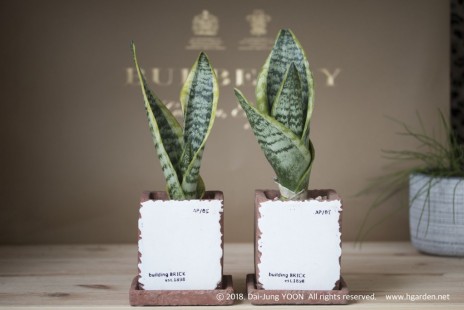 산세베리아 Sansevieria 공기정화 No.27
