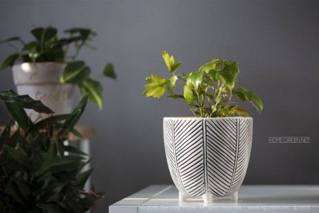 시서스 엘렌다니카 Oakleaf ivy 공기정화 No.35