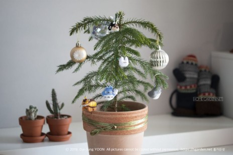 아라우카리아 Norfolk Island Pine 공기정화 No.30 / 몽키퍼즐트리 소개