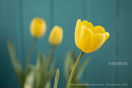 튤립 Tulip 공기정화 No.48