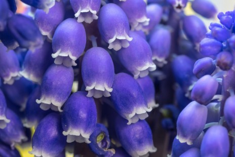 무스카리 Muscari