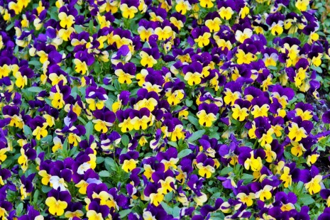 팬지 Pansy