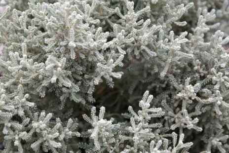 산토리나(산톨리나, 코튼 라벤더) Santolina (Cotton Lavender)