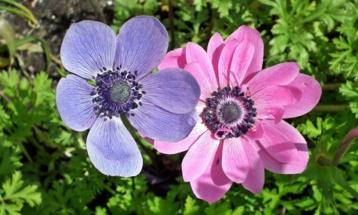 아네모네 Anemone