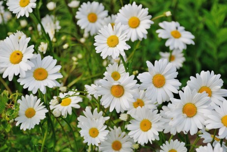 데이지 Daisy
