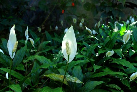 스파티필럼 (스파티필름,스파티필룸) Peace lily
