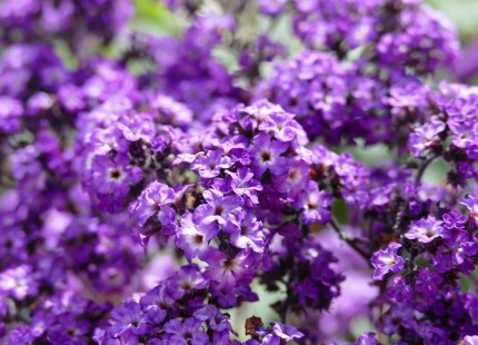 헬리오트로프 Heliotrope