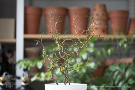 마오리 소포라 Maori sophora