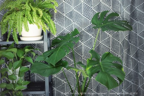 몬스테라 Monstera
