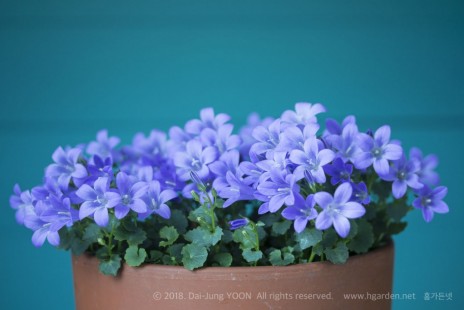 캄파뉼라(캄파눌라) Campanula