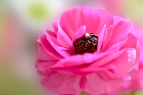 라넌큘러스 Ranunculus