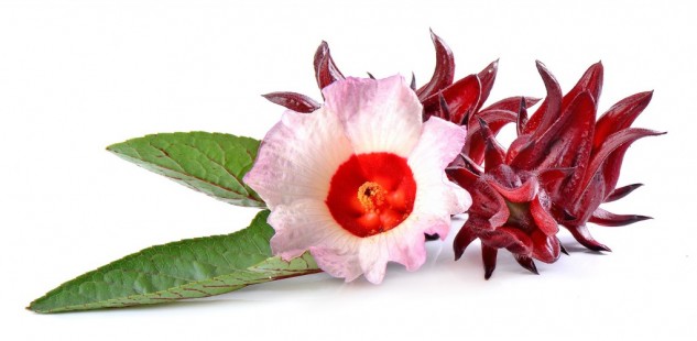 히비스커스 로젤 Roselle