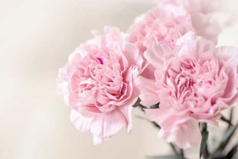 카네이션 Carnation
