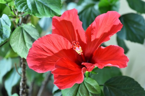 덴마크 무궁화, 하와이 무궁화 Hibiscus