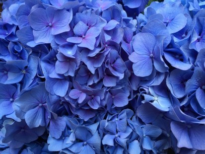 수국 Bigleaf hydrangea