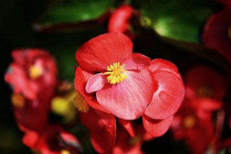 꽃베고니아(사철베고니아) Begonia semperflorens