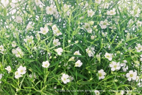 안개꽃 Baby’s breath