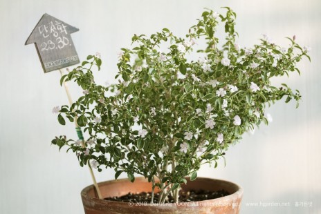 단정화 Serissa japonica