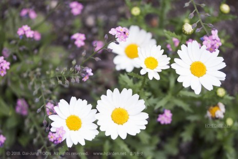 마가렛(마거리트) Marguerite