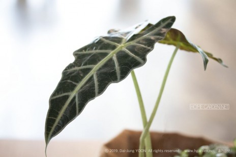알로카시아 Alocasia, Elephant ear