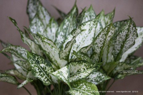 아글라오네마 Chinese Evergreen (Aglaonema) 공기정화 No. 39