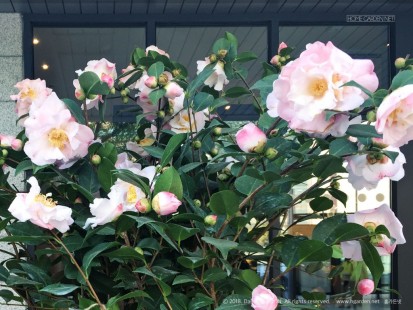 동백 Camellias
