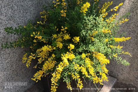 애니시다(양골담초,금작화) Scotch Broom