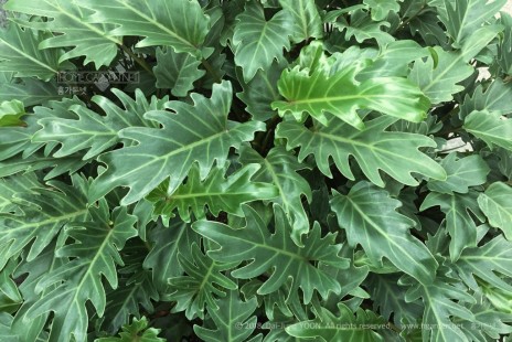 필로덴드론 셀륨(혹은 셀렘, 셀로움) Lacy tree philodendron