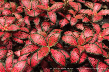 피토니아(휘토니아) Fittonia