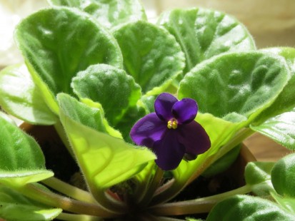 아프리칸 바이올렛 African violet
