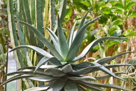 용설란 (아가베) Agave