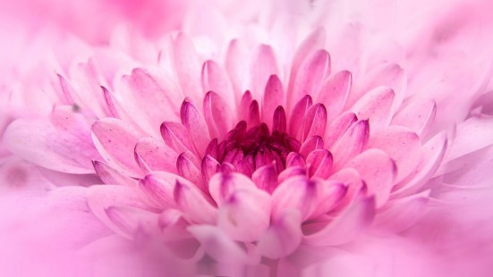 국화 Chrysanthemum
