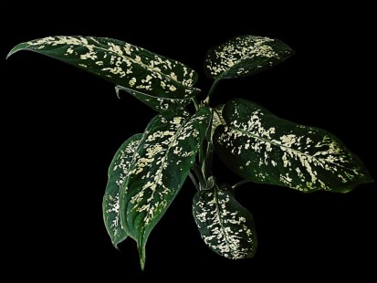 디펜바키아 Dumb cane (Dieffenbachia) 공기정화 No. 20, 28