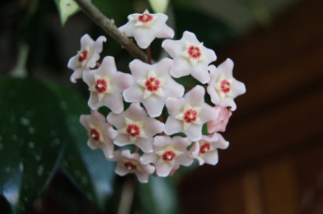호야 Porcelain Flower, Wax Plant, Hoya
