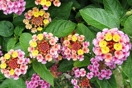 란타나 Lantana
