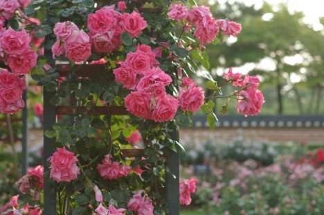 장미 Rose