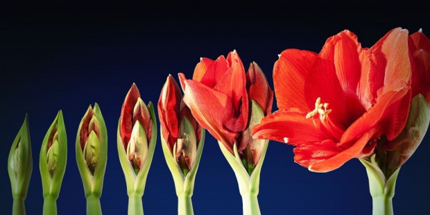 아마릴리스 Amaryllis