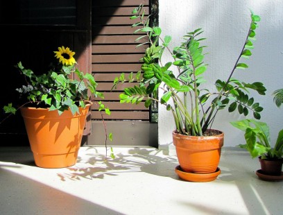 금전수(돈나무) ZZ Plant