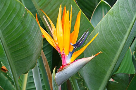 극락조 Bird of paradise