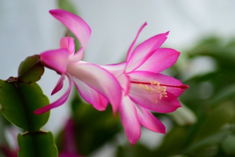 게발선인장 Christmas cactus 공기정화 No.34