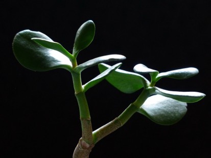 염좌(염자, 화월, 크라슐라) Jade plant, Crassula argentea