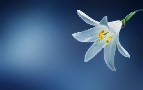 백합 Lily