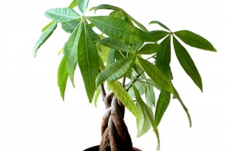파키라 Pachira