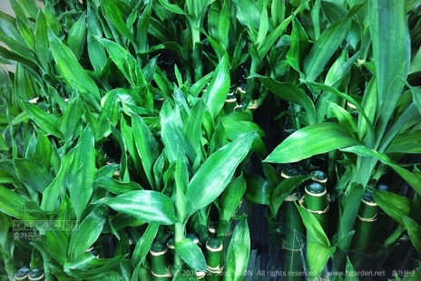 개운죽 Lucky Bamboo