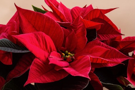 포인세티아 Poinsettia 공기정화 No.42