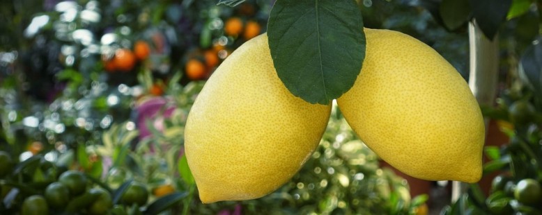 레몬 Lemon